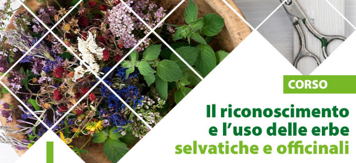 Corso di Formazione Il riconoscimento e l'uso delle erbe selvatiche e officinali