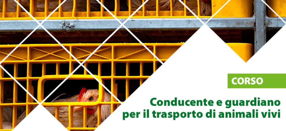 Corso di Formazione Conducente e guardiano per il trasporto di animali vivi