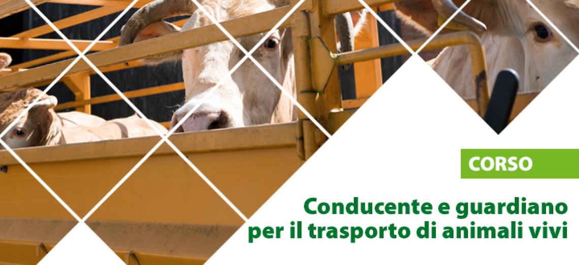 Corso di Formazione Conducente e guardiano per il trasporto di animali vivi