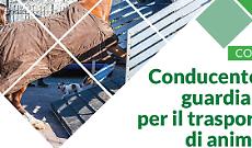 Corso: conducente e guardiano per il trasporto di animali