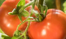 Pomodoro: fumata bianca sul prezzo. Intesa per un prezzo base a 108,5 euro alla tonnellata