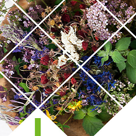 Corso di Formazione Il riconoscimento e l'uso delle erbe selvatiche e officinali