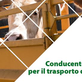 Corso di Formazione Conducente e guardiano per il trasporto di animali vivi