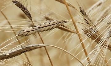 Organi dirigenti Organi dirigenti