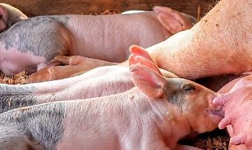 La tutela politica La tutela politica