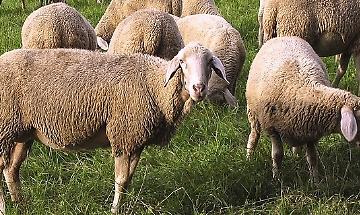 La promozione La promozione