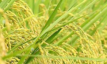 Sedi territoriali Sedi territoriali