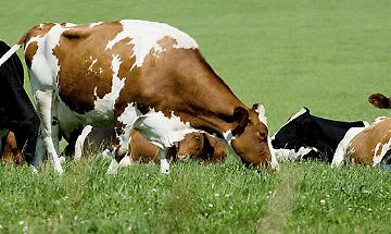 Come aderire Come aderire