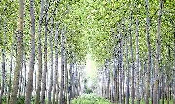 Pubblicazioni Pubblicazioni