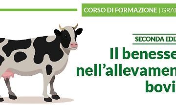 Il benessere nell'allevamento bovino