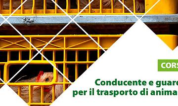 Corso di Formazione Conducente e guardiano per il trasporto di animali vivi
