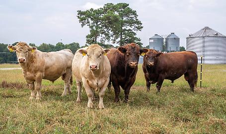 Corso di Formazione Conducente e guardiano per il trasporto di animali vivi