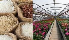 Nuove guide per le FRP Florovivaismo e Riso: Mattavelli e Strada presidenti