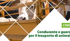 Corso di Formazione Conducente e guardiano per il trasporto di animali vivi